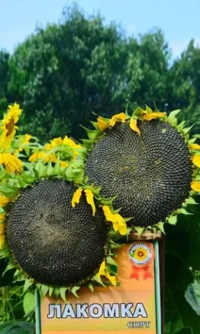 Sunflower variety LAKOMKA with sunflowers in background