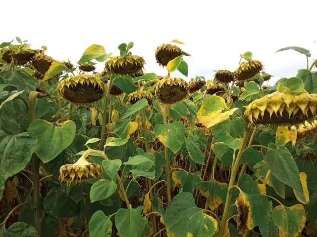 Field of sunflowers with mature heads - LS GIBSUN
