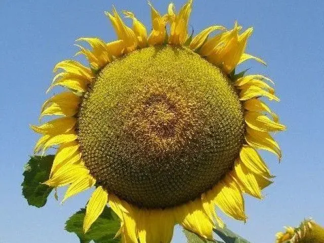 Марисан