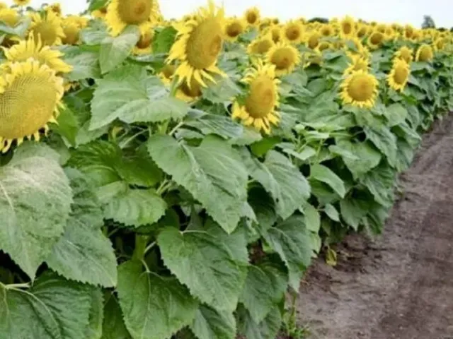НС Діоніс