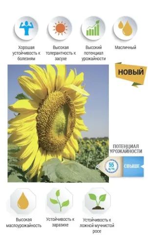Солнечник НС Х 7882 на поле с иконками характеристик
