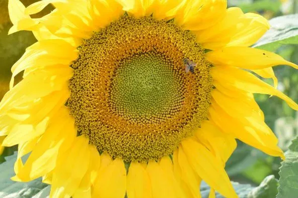 Sunflower in field - OD 173 A