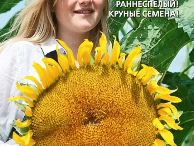 СИБИРСКИЙ 97