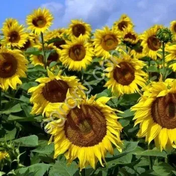 Field of sunflowers against a blue sky - SOLF 2551 MJ A