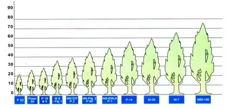 Growth chart for rootstock 76 3 6