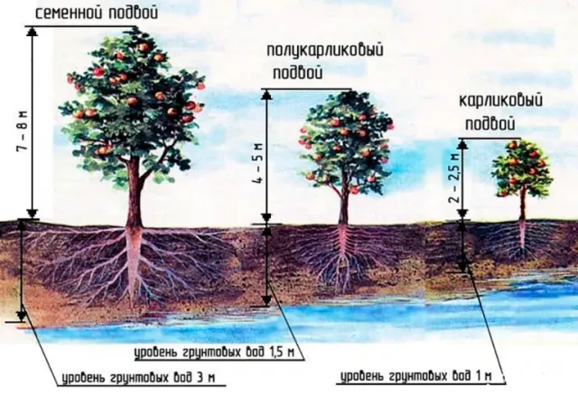 Diagram showing three types of seedling rootstocks: semi-dwarf, dwarf, and seedling rootstock with grafting depth indicated. - FUNDAMENTAL