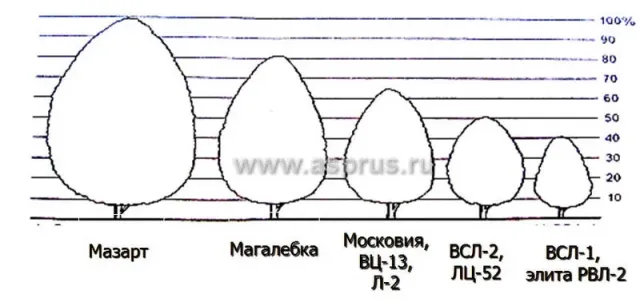 Графики роста подвоев: Малакаба, Малакаба, Малакаба, В5Л-2, В5Л-52, ВСЛ-1, злата РВЛ-2 - В 5 172