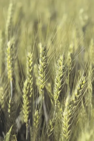 Поле пшениці без видимого продукту або упаковки - Актівус