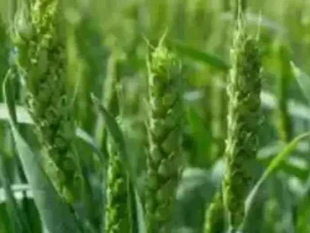 Алтайська Жнива