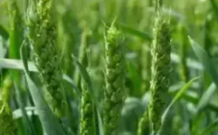 Зелені колосся пшениці на фоні поля - АЛТАЙСЬКА ЖНИВА