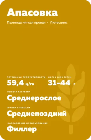 Мішок насіння пшениці сорту Апасовка