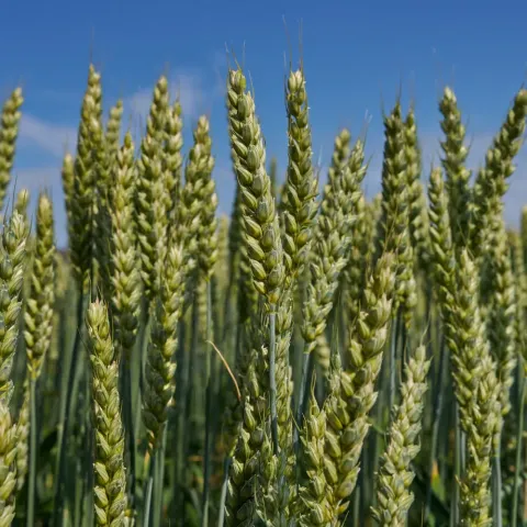 Wheat field against a blue sky - Askaniyska