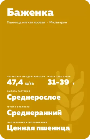 Bag of wheat seeds variety Bazhenka