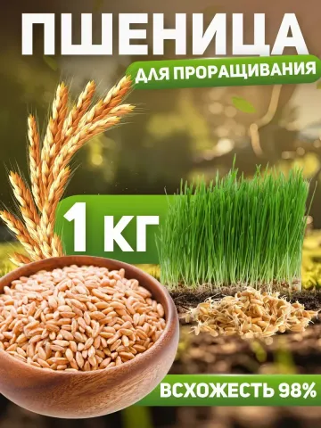 Wheat «Bilotserkivchanka» for sprouting: grains in a bowl and wheat seedlings.