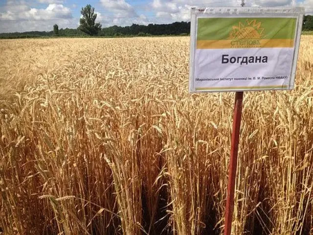 Божена