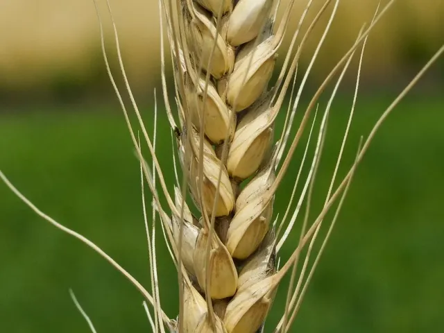 Bunchuk