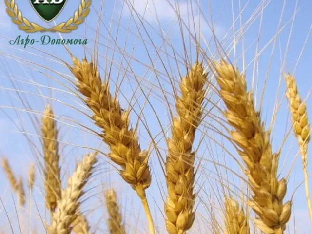 Бургунка
