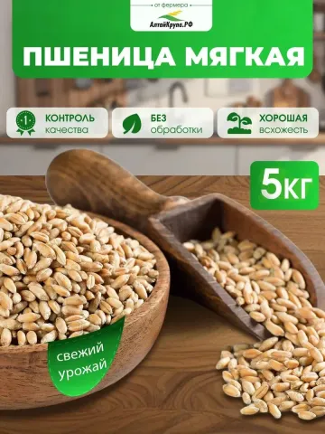 Soft wheat grains (Dalgau 1 variety) in a wooden bowl with a scoop