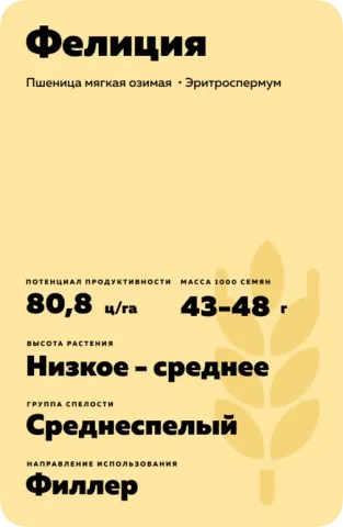 Пакет насіння пшениці Феліція з характеристиками сорту