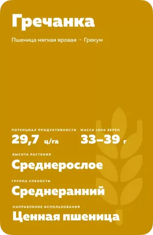 Пакет семян гречки Гречанка
