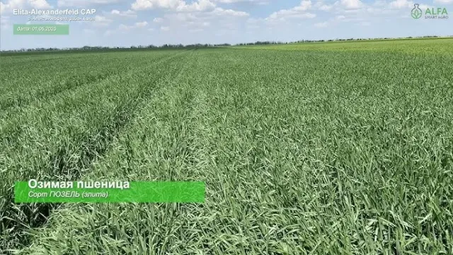 Field of wheat Gyuzel against sky