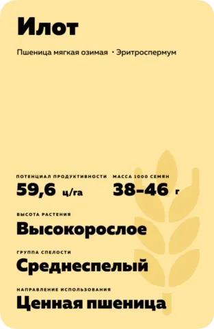 Пакет насіння пшениці Ілот з вказівкою врожайності 59,6 ц/га та терміну дозрівання середньозрілий