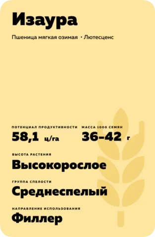 Мешок семян пшеницы Изаура с характеристиками сорта