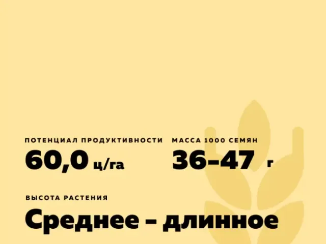КАМЫШАНКА 3