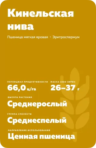 Пакет семян пшеницы Кинельская нива