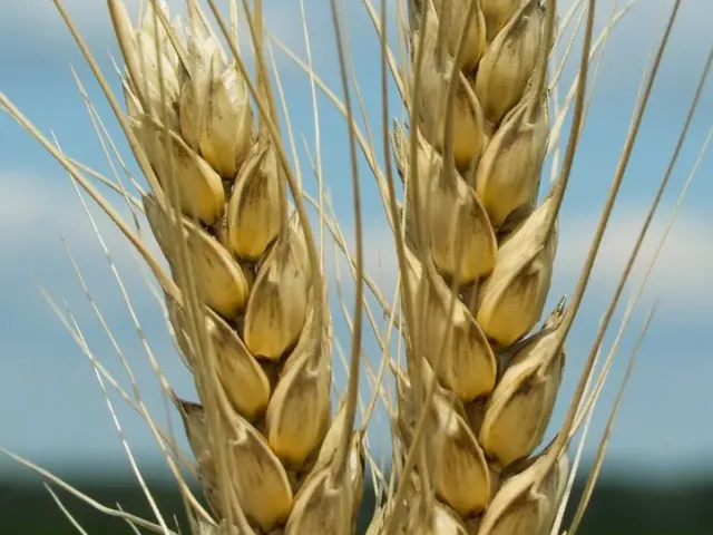 Коломак 5