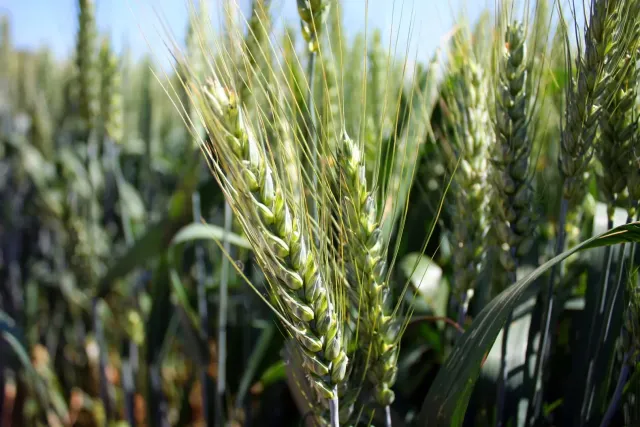 Wheat grain in field - LG ABRAZO