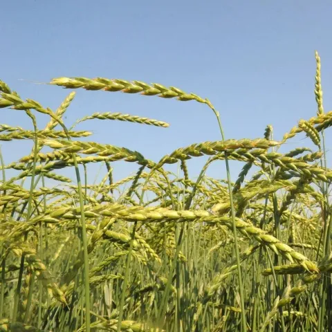 Wheat field against a blue sky - Mv Martongold