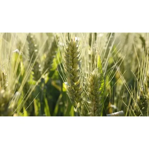 Wheat field with wheat ears - Reliable