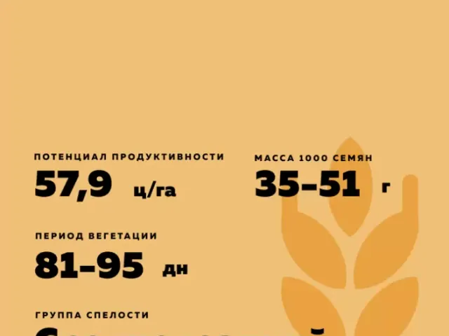 Оазис