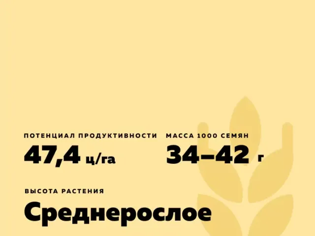 Отан