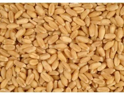 Wheat grain - Praktik