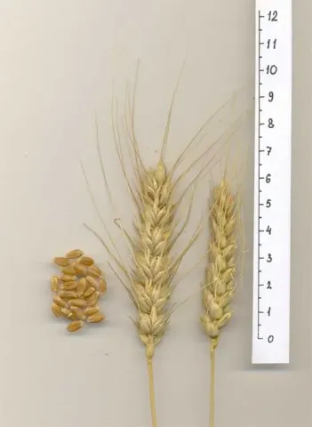 Wheat grain of variety Saratovskaya 68 with ears and ruler for measurement