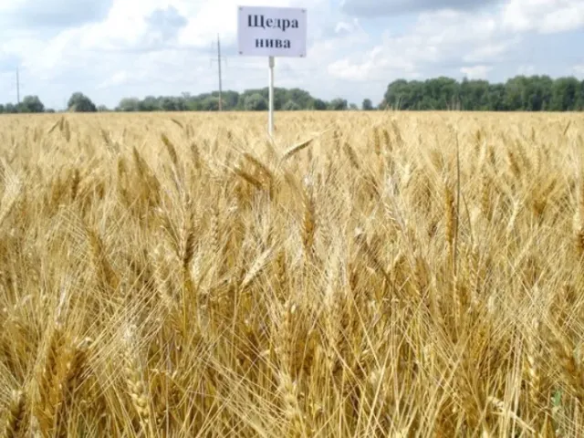 Щедра нива