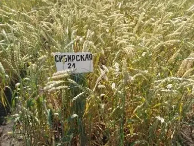 СИБИРСКАЯ 21