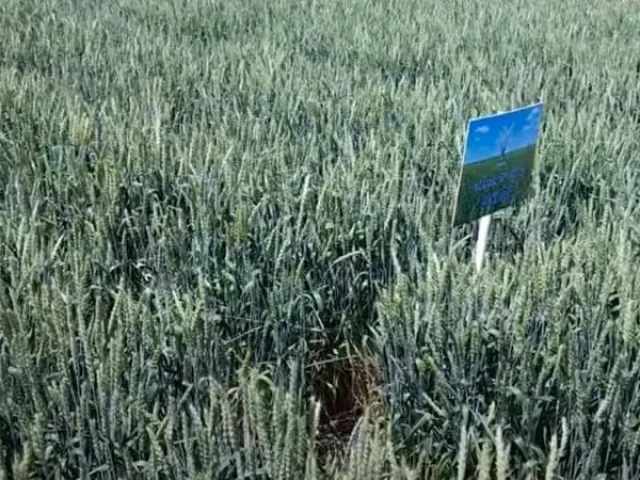 Школа