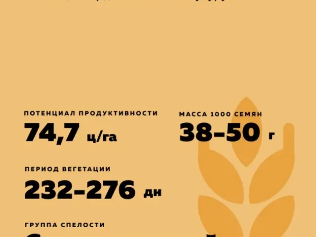 Степной Янтарь