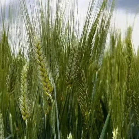 Green wheat ears against sky background - Vigoda Odeska