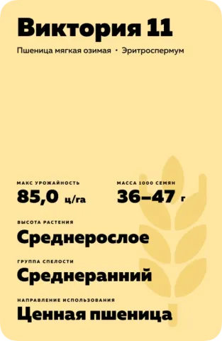 Пакет семян пшеницы Виктория 11 с характеристиками сорта