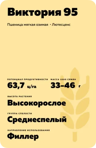 Мешок семян пшеницы Виктория 95