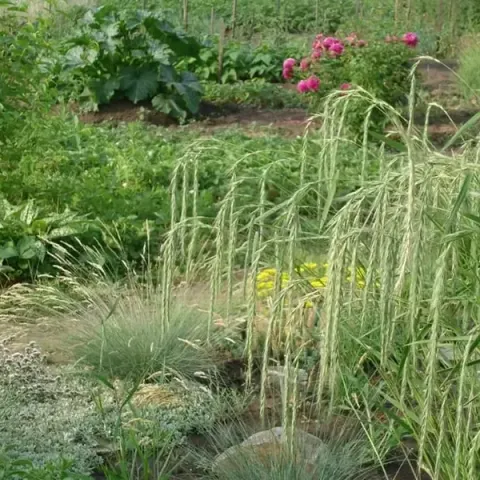 Пырейник (Elymus) сорта Машук на грядке в огороде