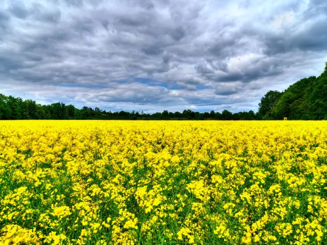 Крістіано КВС