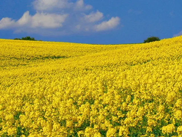 Данді