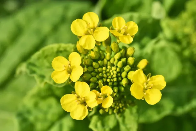 Blooming rapeseed of Dax CL variety in the field