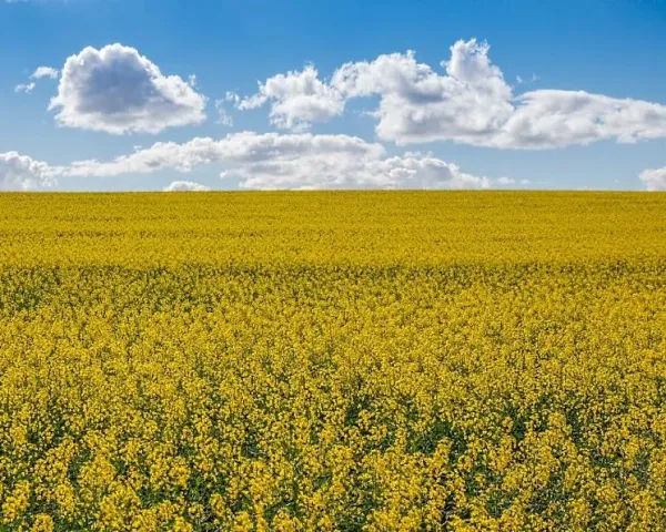 Field of rapeseed under a blue sky with clouds - DK EXCITED
