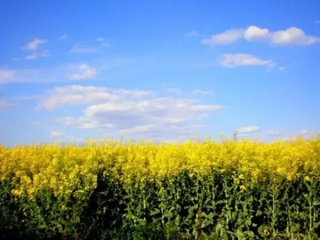 ЕС Віто